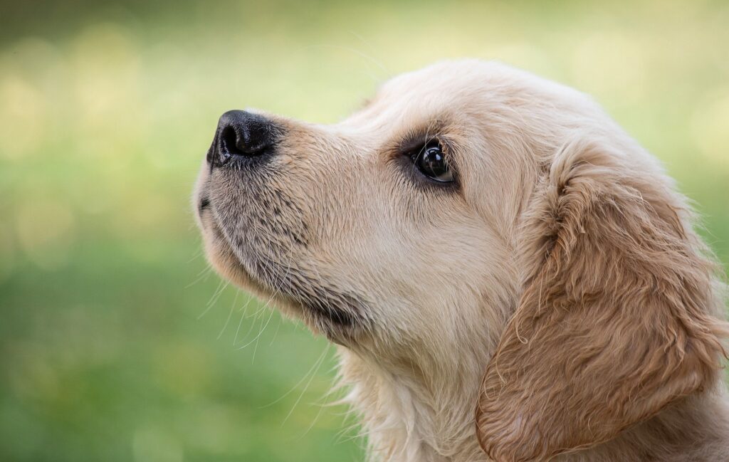 愛犬と暮らす注文住宅作り！人気のある設備や間取り選びのポイントを解説